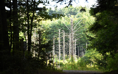 20160906-005-Catskills.jpg