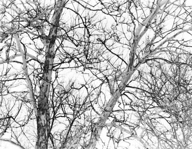 20220211-1-08-Winter_Branches.jpg